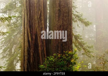 CA 03686-00 ... Kalifornien - Große Redwood Bäumen und einem nebligen Tag im Lady Bird Johnson Grove in Redwoods National Park. Stockfoto