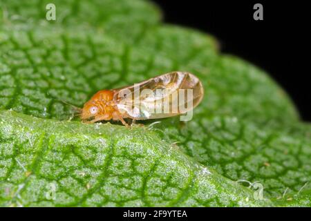 Psylla Psyllidae auf Pflanzenblatt. Stockfoto