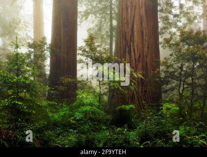 CA03687-00...KALIFORNIEN - große Redwood-Bäume und ein nebliger Tag im Lady Bird Johnson Grove im Redwoods National Park. Stockfoto