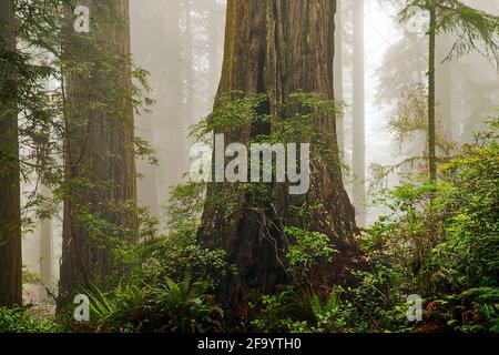 CA 03689-00 ... Kalifornien - Redwood Bäume auf einem Nebel Hang in Lady Bird Johnson Grove in Redwoods National- und Staatsparks. Stockfoto