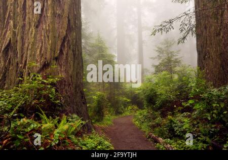 CA 03690-00 ... Kalifornien - Wanderweg durch den Redwood Bäume auf einem Nebel Lady Bird Johnson Grove in Redwoods National- und Staatsparks. Stockfoto