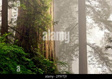 CA 03692-00 ... Kalifornien - Redwood Bäume auf einem Nebel Hang in Lady Bird Johnson Grove in Redwoods National- und Staatsparks. Stockfoto