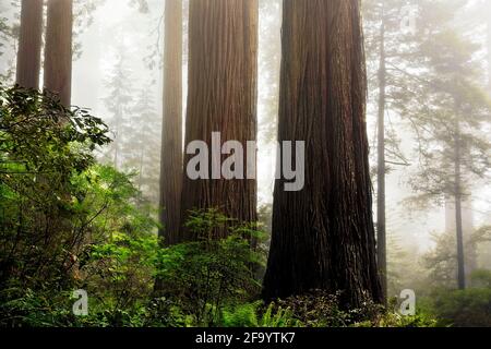 CA03693-00...KALIFORNIEN - Redwood Bäume auf einem nebelbewachsenen Hügel in Lady Bird Johnson Grove in Redwoods National und State Parks. Stockfoto