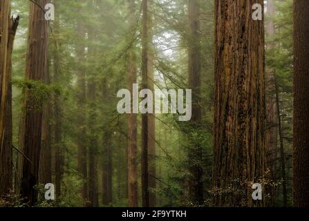 CA03694-00...KALIFORNIEN - Redwood-Bäume auf einem nebelbewachsenen Hügel in Lady Bird Johnson Grove in Redwoods National- und State Parks. Stockfoto