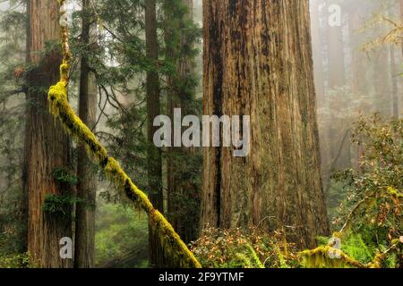 CA03695-00...KALIFORNIEN - Redwood Bäume auf einem nebelbewachsenen Hügel in Lady Bird Johnson Grove in Redwoods National und State Parks. Stockfoto