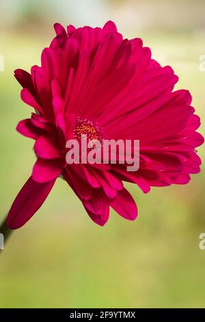 WA19487-00...WASHINGTON - die bunten Blütenblätter einer Gerbera in voller Blüte. Fotografiert mit einem Lensbaby Velvet 85. Stockfoto