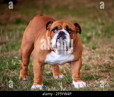 Englische Bulldogge Stockfoto