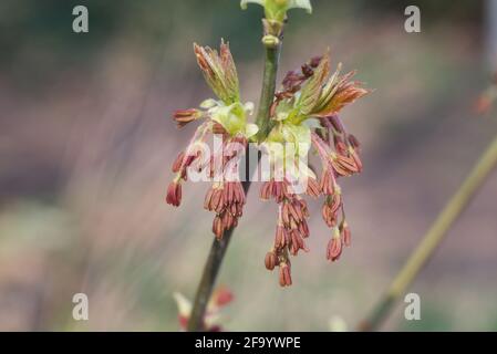 Frühling acer Negundo, Box Holder, Boxelder Ahornblumen und junge Blätter Nahaufnahme selektive Fokus Stockfoto