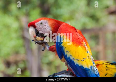 Der scharlachrote Ara macao , Nationalvogel der Hinduras, isst am Futterhäuschen in der Nähe des archäologischen Parks Copan, Honduras Stockfoto