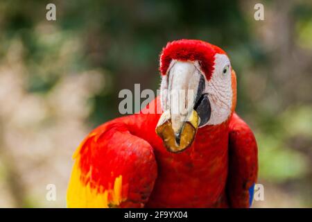 Der scharlachrote Ara macao , Nationalvogel der Hinduras, isst am Futterhäuschen in der Nähe des archäologischen Parks Copan, Honduras Stockfoto