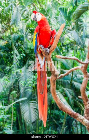 Scharlachara Ara macao , Nationalvogel von Hinduras, in Copan Ruinas, Honduras Stockfoto