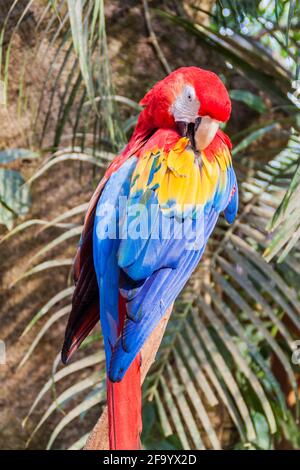 Scharlachara Ara macao , Nationalvogel von Hinduras, in Copan Ruinas, Honduras Stockfoto