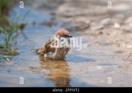 Eurasischer Baumsperling (Passer montanus), Baden bei Erwachsenen Stockfoto