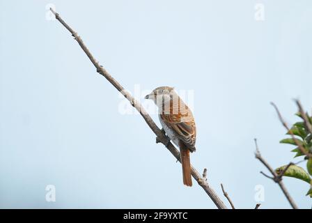 Jungtier-Rotrückenwürger (Lanius collurio), fotografiert bei Migration im Dungeness RSPB Reserve, Kent, Großbritannien Stockfoto