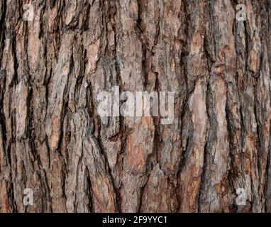 Nahaufnahme der Holzkruste auf dem Baum. Stockfoto