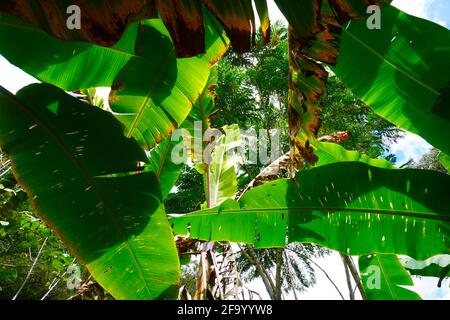 Ich schaute hoch, um die äquatoriale Sonne zu sehen, die in einem Bananenhain im südlichen zentralen Teil der ecuadorianischen Anden durch die Blätter scheint. Stockfoto