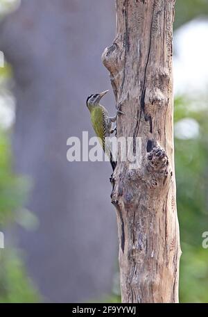 Streifenkehliger Specht (Picus xanthopygaeus) adultes Weibchen am toten Baumstamm Tmatboey, Kambodscha Januar Stockfoto