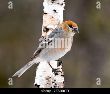 Kiefer Grosbeak weibliche Nahaufnahme Profil, mit einem unscharfen Hintergrund in seiner Umgebung und Lebensraum thront. Grosbeak-Bild. Bild. Hochformat. Stockfoto