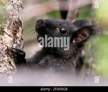 Eichhörnchen Kopf Nahaufnahme Seitenansicht, Klettern einen Baum mit einem verschwommenen Hintergrund in seiner Umgebung und zeigt schwarzes Fell, schwarzes Auge, Ohren, Pfoten. Stockfoto