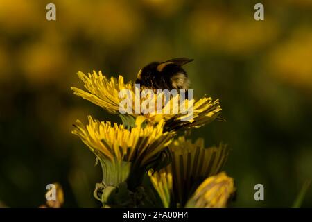 Heath Bumblebee (Bombus jonellus) sammelt Pollen aus dem Dandelion, Island Stockfoto