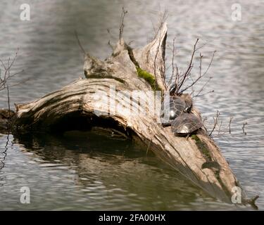 Gemalte Schildkrötenpaar Nahaufnahme Profil Ansicht auf einem Baumstumpf im Teich zeigt Schildkrötenschale, Kopf, Pfoten in seiner Umgebung und Lebensraum. Bild. Stockfoto