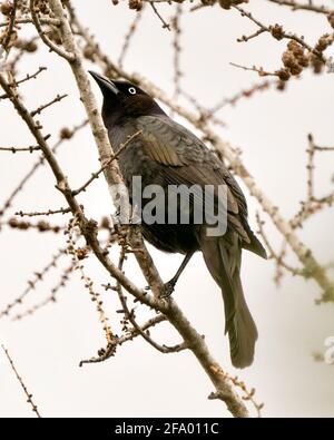 Grackle Vogel auf einem Baum Zweig mit einem verschwommenen weißen Hintergrund in seinem Lebensraum thront, zeigt schöne Federn. Gemeinsames Grackle-Bild. Bild. Stockfoto