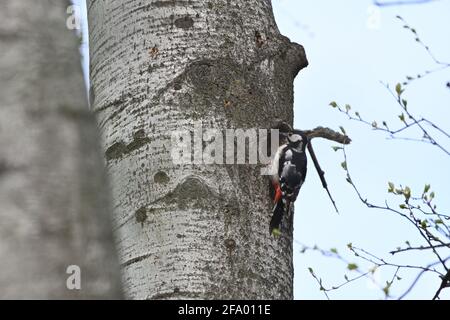 Der Buntspecht pflückt auf einem Baum, um Nahrung zu bekommen Stockfoto
