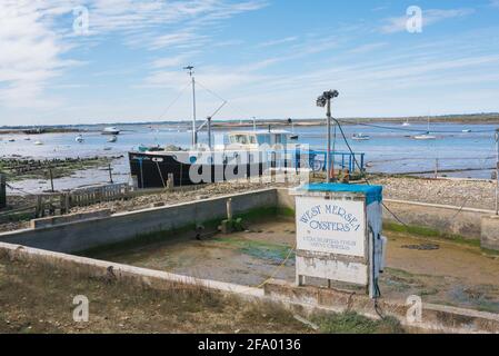 West Mersea Oysters, Ansicht eines leeren Tanks, in dem Colchester-Austern gezüchtet werden, Mersea Island, Essex, England, Großbritannien Stockfoto