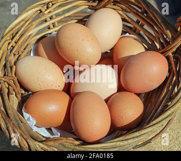 Freilandhühner Eier in einem Weidenhinterm, Nahaufnahme Stockfoto