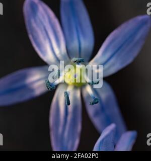 Nahaufnahme von zarten Blüten des blauen Frühlings scilla siberica Stockfoto