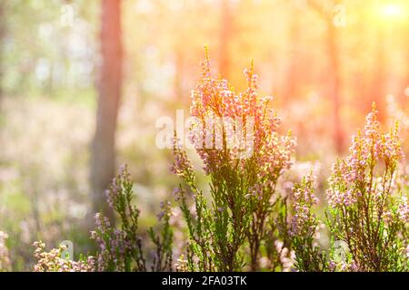 Blühendes Moos am frühen Morgen im Wald. Stockfoto