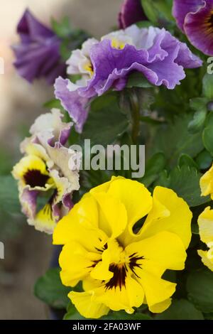 Viola cornuta 'Frizzle Sizzle' Mini-Blumen in Blüte Frühling Großbritannien Stockfoto