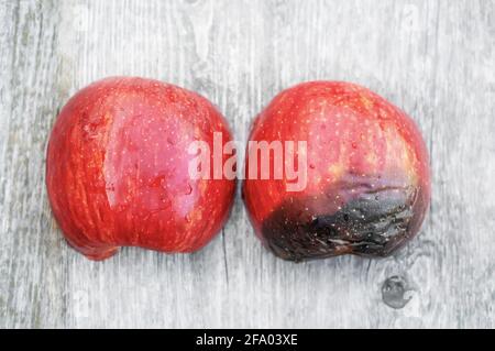 Ein Konzeptbild eines halbreifen roten Apfels, das die verschiedenen Entwicklungsstufen zeigt. Pilzerkrankungen der Äpfel. Die pilzbefallene Hälfte der roten AP Stockfoto