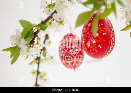 Ostereier aus der Tschechischen Republik, rot lackiert oder mit Wachs gefärbt, hängen auf Zweigen der Pflaumenblüte auf weißem Grund. Anna Watson/ Stockfoto