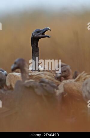 Schlankschnabelgeier (Gyps tenuirostris) und Weißrumpelgeier (Gyps bengalensis) Schlanker Schnabel mit erhobenem Kopf und offenem Kalbsblatt, Krous Vultur Stockfoto