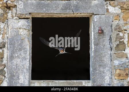 Rauchschwalbe (Hirundo rustica) Vogel fliegen durch den Stein Fenster von nistplatz im alten Gebäude auf der Farm Stockfoto
