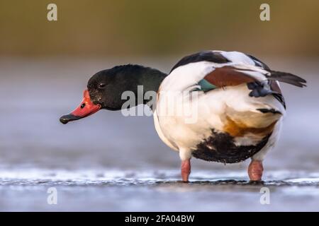 Gewöhnliche Schelmente (Tadorna tadorna) Wasservögel, die im flachen Wasser des Gezeitensumpfes am Wattenmeer in den Niederlanden auf Nahrungssuche gehen. Wildtierszene in der Natur. Stockfoto