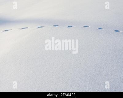 Tierspuren im Schnee Stockfoto