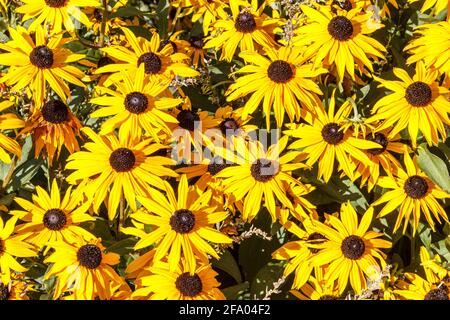 Eine krautige Grenze von Rudbeckia, einer Pflanze aus der Familie der Asteraceae. Ihre bekannten gemeinsamen Namen sind Kegelblumen und Schwarzäugige-Susans. Stockfoto