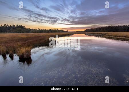 Fen in Heide Naturschutzgebiet Landschaft in der Provinz Drenthe, Niederlande Stockfoto