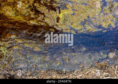 Algen in einem sich langsam bewegenden Wasserlauf, natürlich abstrakt Stockfoto