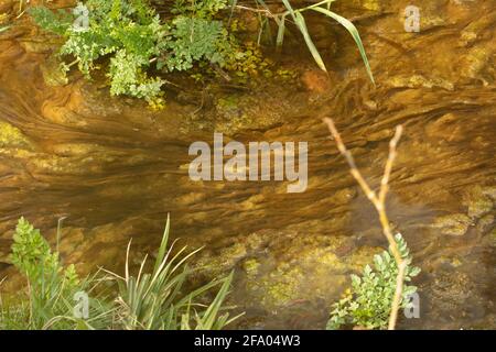 Algen in einem sich langsam bewegenden Wasserlauf, natürlich abstrakt Stockfoto