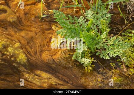 Algen in einem sich langsam bewegenden Wasserlauf, natürlich abstrakt Stockfoto