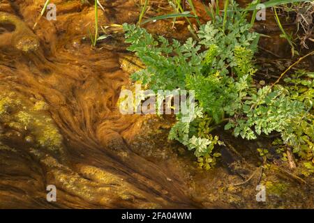 Algen in einem sich langsam bewegenden Wasserlauf, natürlich abstrakt Stockfoto