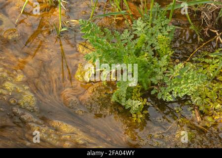 Algen in einem sich langsam bewegenden Wasserlauf, natürlich abstrakt Stockfoto