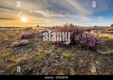 Beruhigende Landschaft Landschaft Heide im Nationalpark Hoge Veluwe, Provinz Gelderland, Niederlande. Landschaft Szene der Natur in Europa. Stockfoto