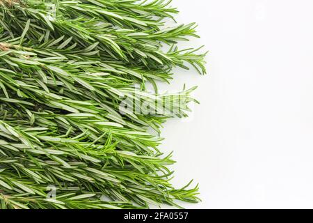 Ein paar frische grüne Rosmarinpflanzen isoliert auf weißem Hintergrund. Speicherplatz Kopieren. Stockfoto