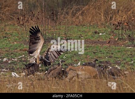 Schlankschnabelgeier (Gyps tenuirostris) und Weißschnabelgeier (Gyps bengalensis) Schlankschnabelige Landung auf dem Kuhkalbfleisch im Restaurant „Krous Vulture“, ca. Stockfoto