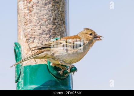 Common Chaffinch, in einem britischen Garten, April 2021 Stockfoto