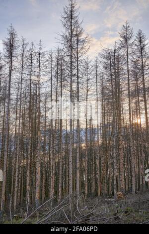 Deutschland ohne Wald, der Wald ist dein. In Der Nähe Von Bad Iburg, Deutschland. Gute Arbeit Mensch Stockfoto